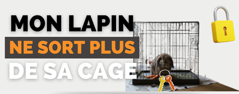 Pourquoi mon Lapin ne sort plus de sa Cage 