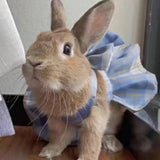 Robe bleue pour Lapin